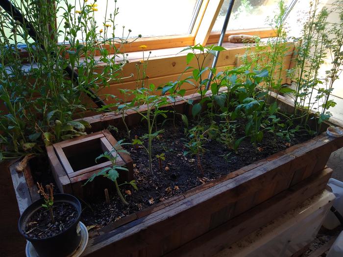 Peppers and tomatoes coming on steady