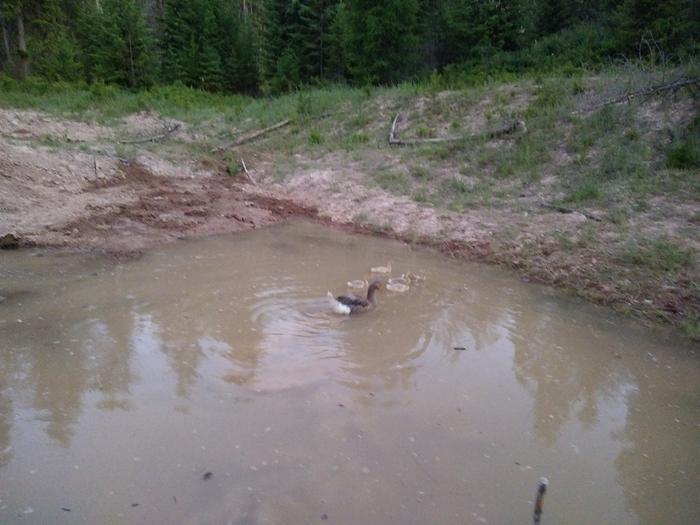 Deep enough for a gosling to train