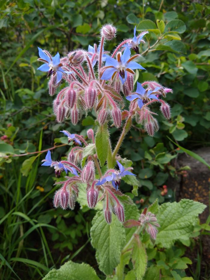 Some borage out of my own collection from the south