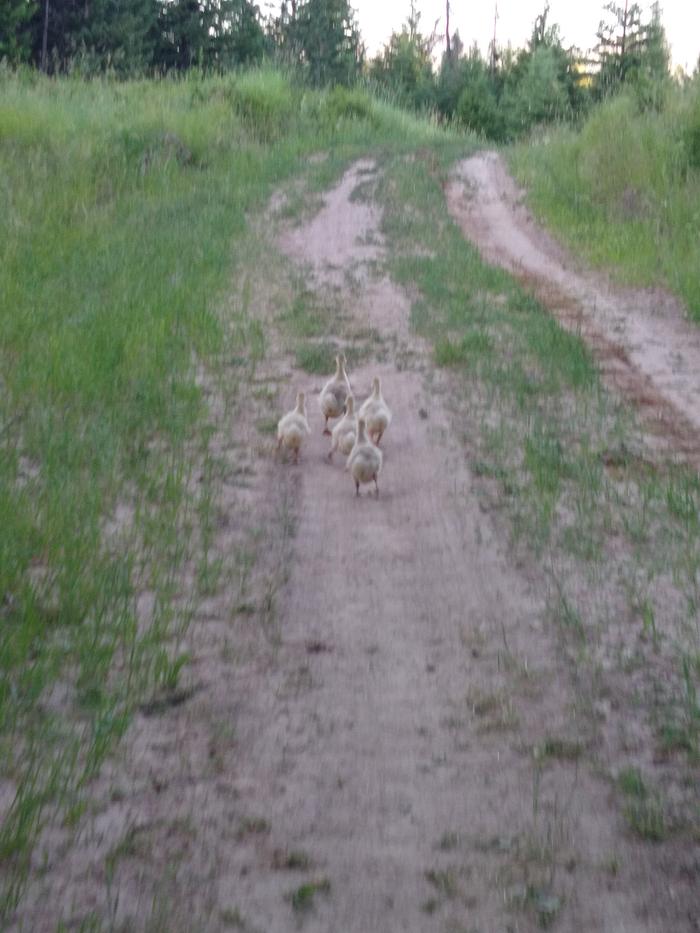 Rounding up the rogue goslings on their hunt the other day 