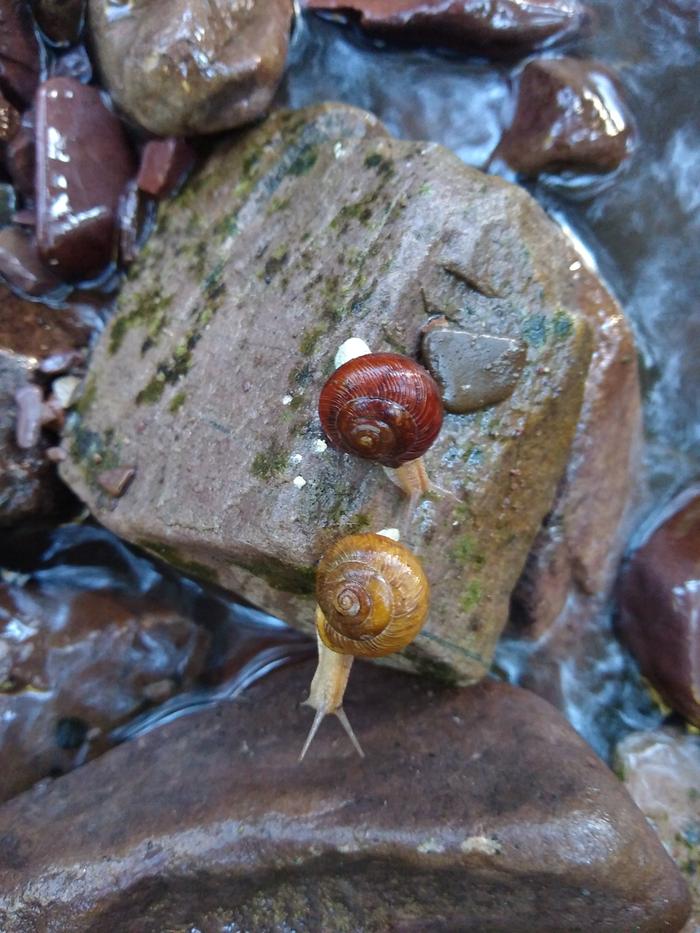 Cool colored shells. 