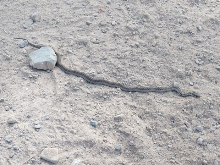 Another snake - good signs for the ecosystem. This little one needed to find another sun bath out of the road.