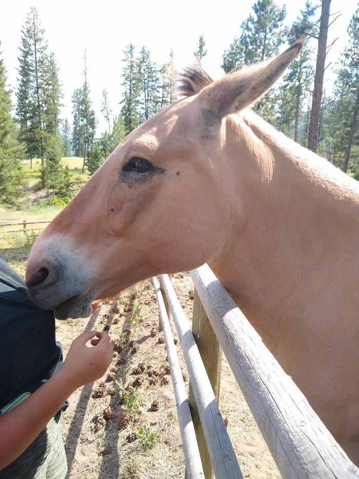 A local mule in very 'friendly' mood. 