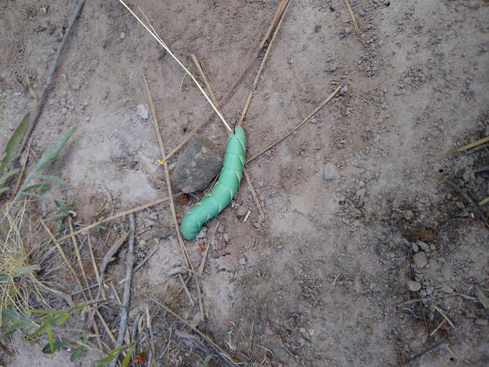 That color contrast but ultimately just a mini hang-glider in a sleeping bag. Good luck caterpillar!