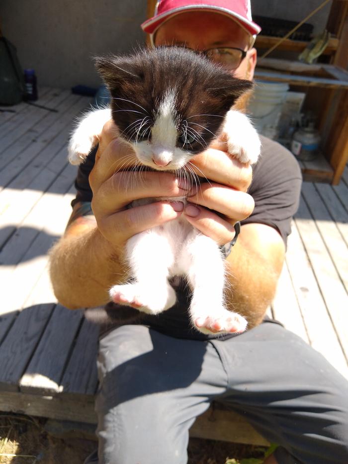 An Abbey cat munchkin - looks like mama Early had 4 of them smuggled away. Clever girl.