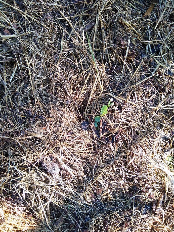 Same plant as complete compost plants a ft below the group of 3, posted a few weeks back