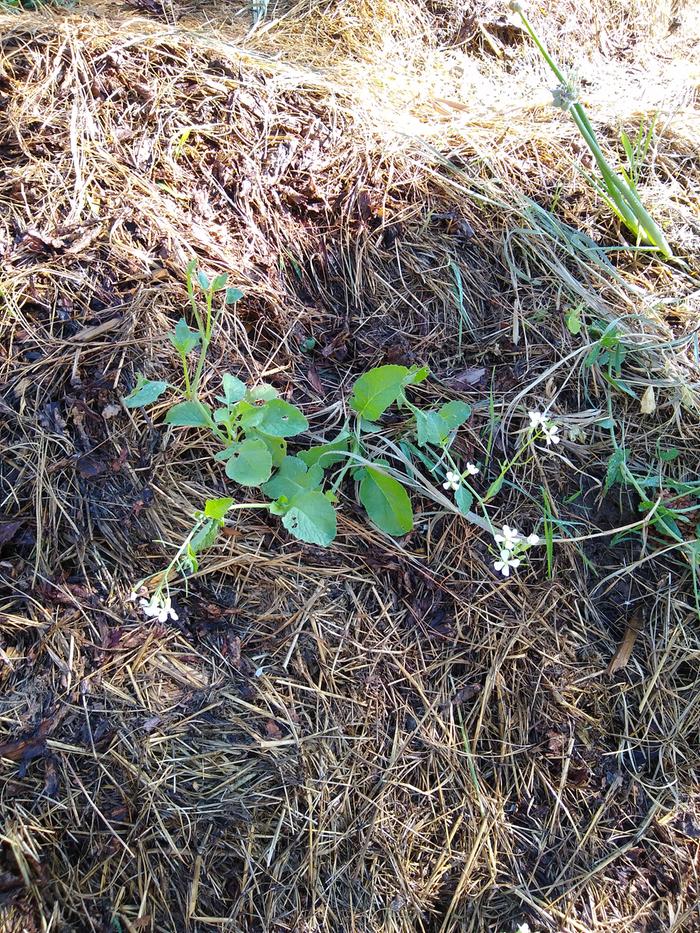 Complete compost plant