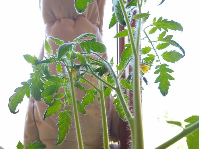 Tomater buds in the greenhouse