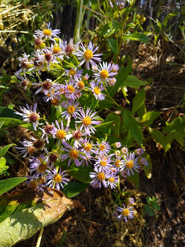 Some kinda of daisy that's popped up. 