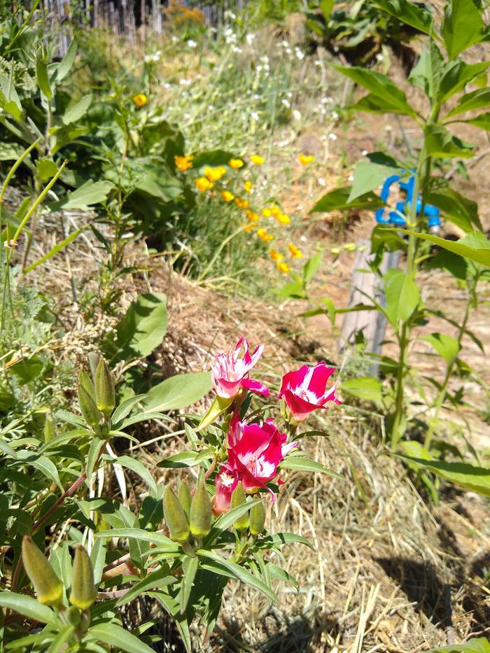 I was a little curious about the red n white buds before they bloomed