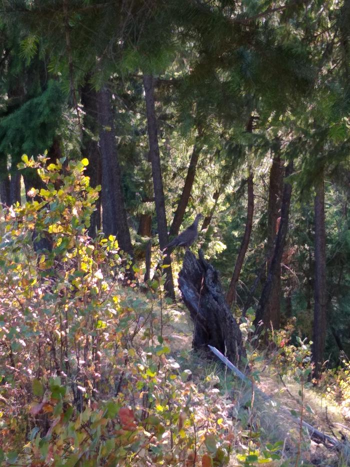 I ran across a couple big groups of young grouse with mamas today. This one cuuing to get her flock in order. 