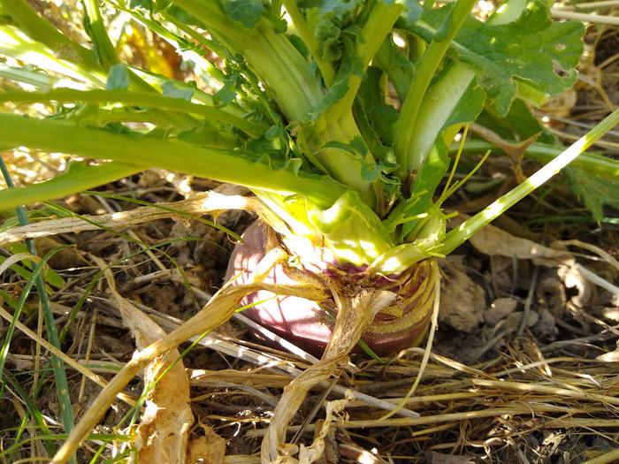 I went to pull it and found a big ol' beautiful tuber there. Noted!! Top middle bottom south north west east compiling the complexity is not easy. 