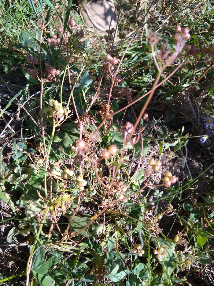 Cilantro going to coriander - I guess I'll leave it on the stem in the ground a little longer.