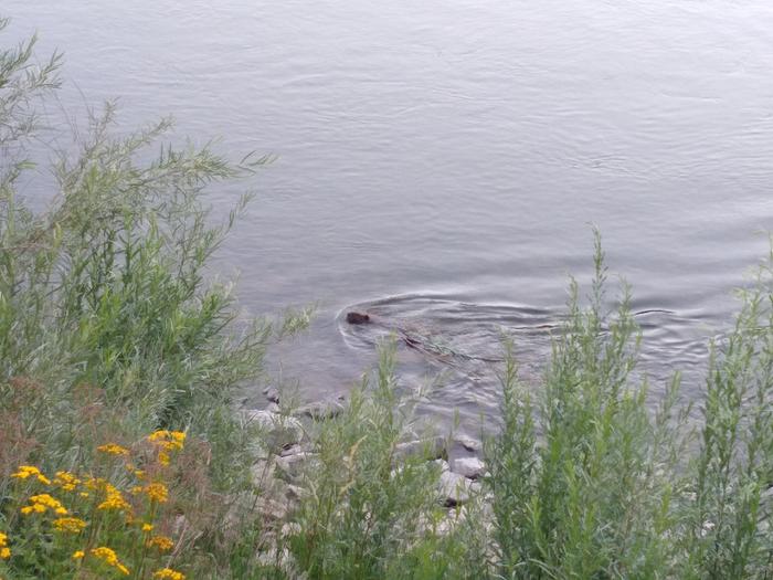 Big ol' beaver drudging its way up stream with its branch like a boss