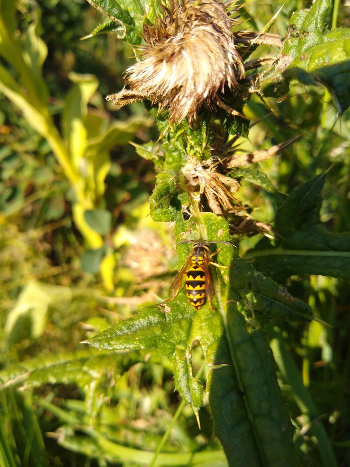 The Montana state 'bee'.. It does more pestering, stinging and by my observation of its prevalence, more pollination than any other insect here.