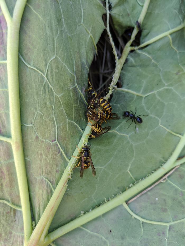 yellow jackets eat rhubarb and that ant just wants in. 