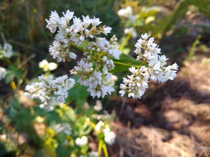 Buckwheat - it looks nice and it tastes...awesome when your starving!