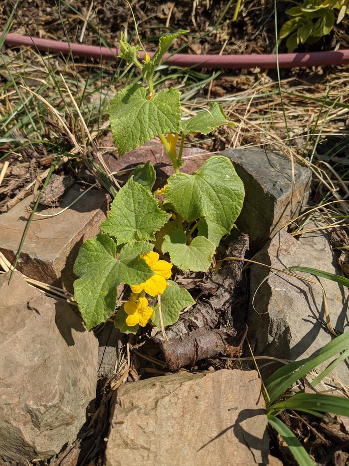 The urbanite cuces in the road survived and they're trying to thrive, by the looks. 