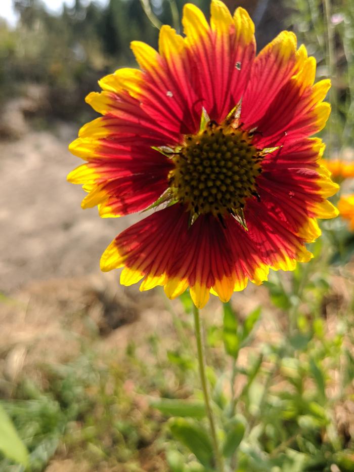 I'd like to think some of these flowers were from the southern variety I brought with me. They don't appear to be anywhere else.