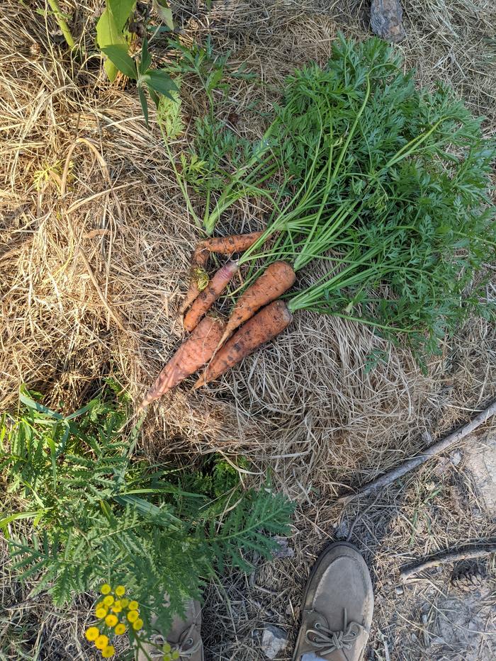 a mildly good haul with some nice looking carrots today. 