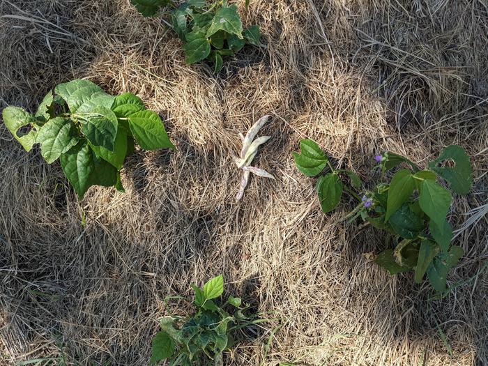 beans, they're dwarfed but they're making pods!