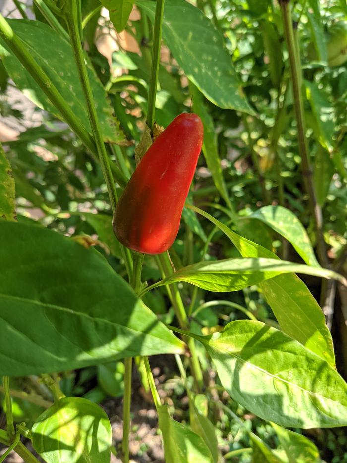 Uber spicy pepper/chilli. It's red and it's angry. Confirmed by a few at taco tuesday