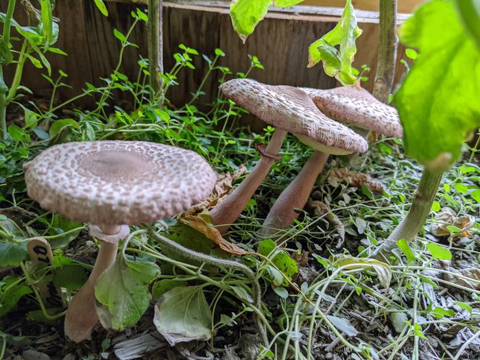 The abbey greenhouse mushrooms again more expressed. 