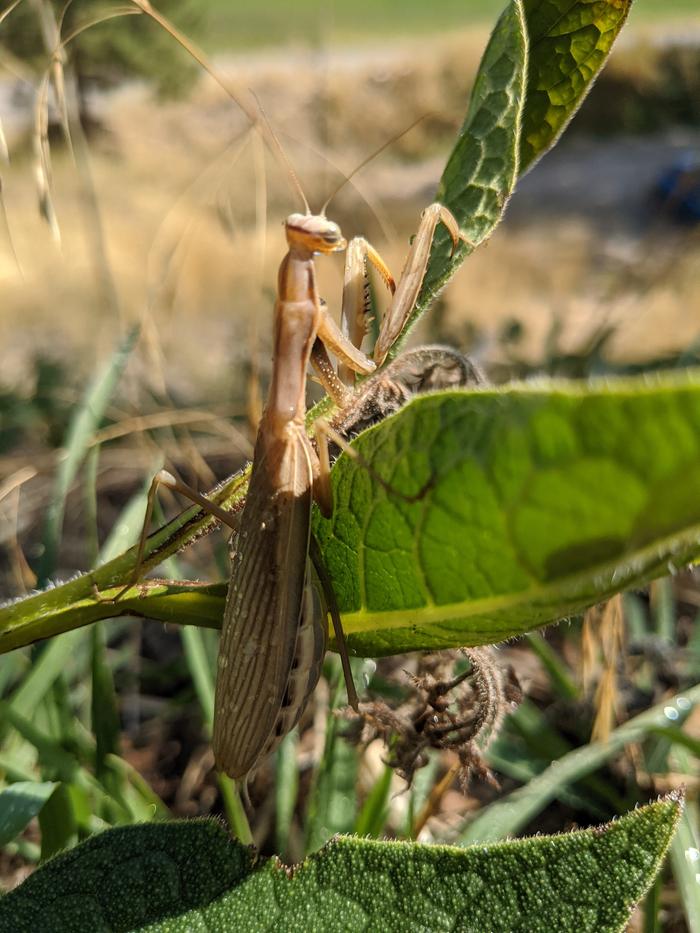 mantis are not your average insect and this one looks very pregnant.