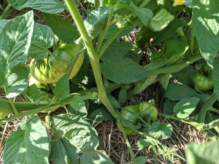 A few of Greg's tomatoes that just keep getting bigger.