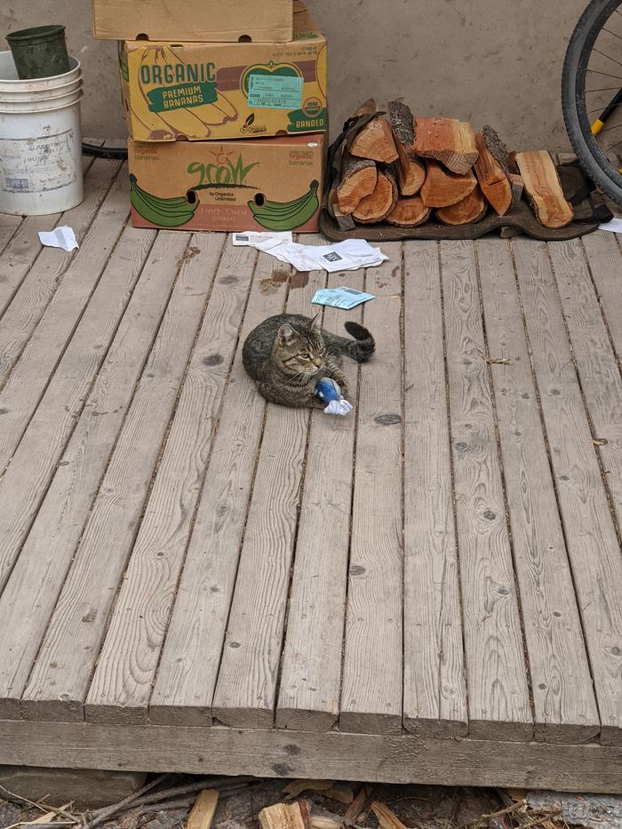 A pesticidal maniac playing with his nip loaded toy fish at the abbey