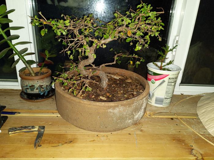 one of my Lil trees coming back to life. it's 15-20 year old elm. 