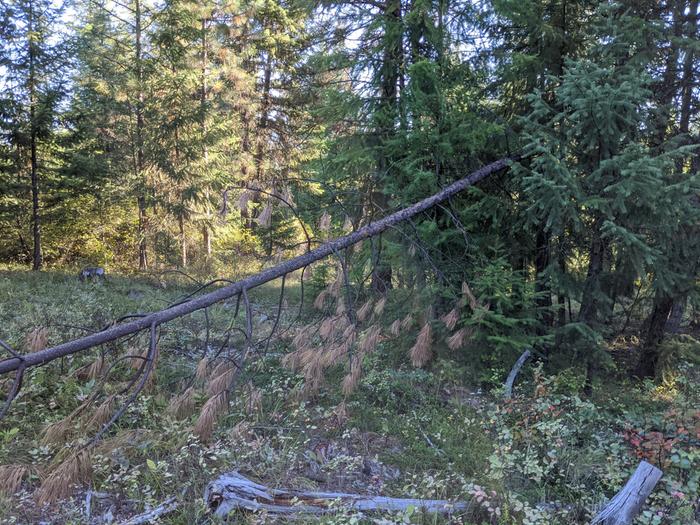 a tree cracked in half by winter's natural selection. Naturally lifted and ready for this winter. 