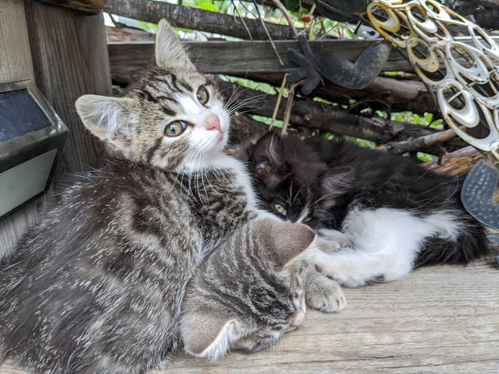 just a normal cat pile