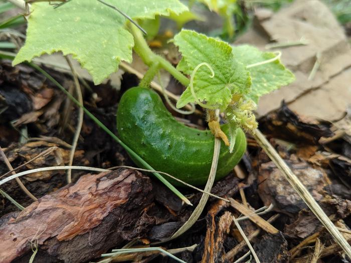 The driveway cucumber that refused to submit to it's inhospitable environment and it's progeny will be next years cucumber juggernauts.