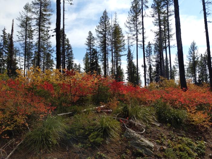 On the way up to the lake - in a world of cons the undergrowth bring the color. 