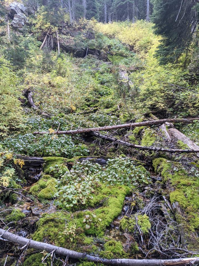 A mossy spring on the way down to the lake