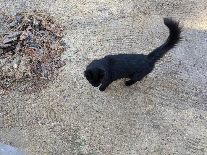 a new kitty built big enough for MT. He'd put a good fight up against a craven raven. 