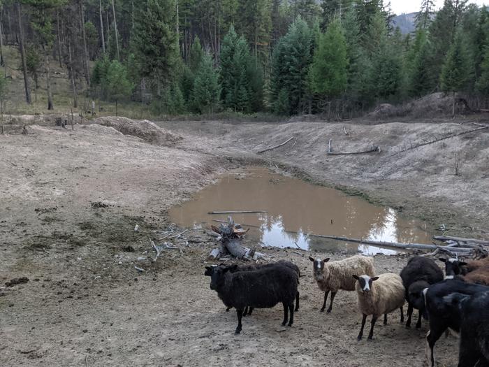 A pond check after a several months of ideas and efforts to get it filled. Maybe we bring in some.hogs for next year and seal the deal. idk opinions and personal experience is welcome IMO. 