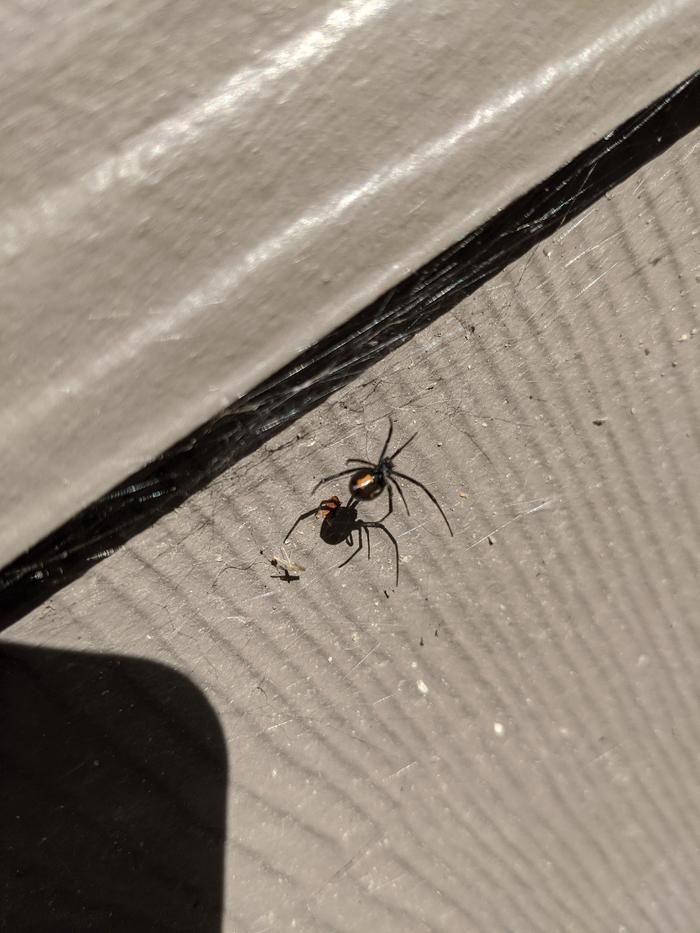 I think that's a black widow...