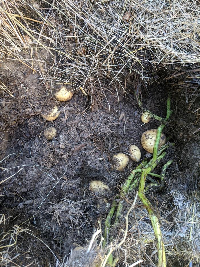 Today was grabbed up all the potatoes we could find and it was a decent haul. 