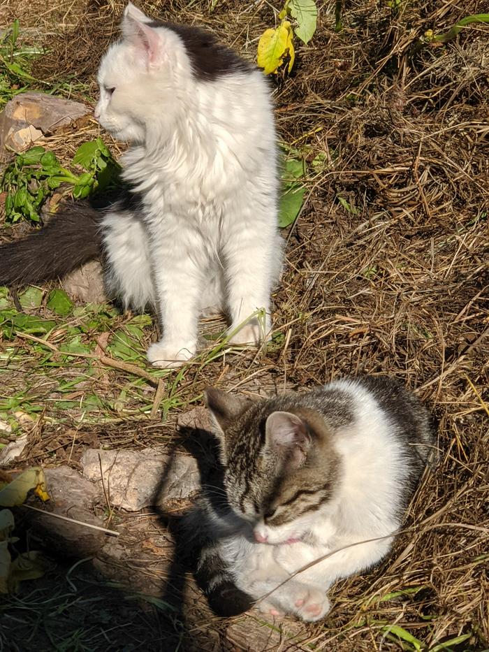 cat pic! gargoyle n midge