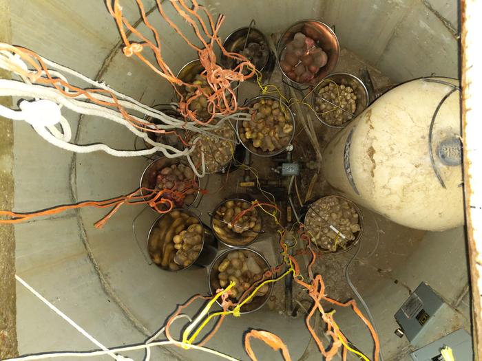 We're trying something out for our tuber storage. No apparent reason a pumphouse pit can't double as a lazy man's root cellar. 