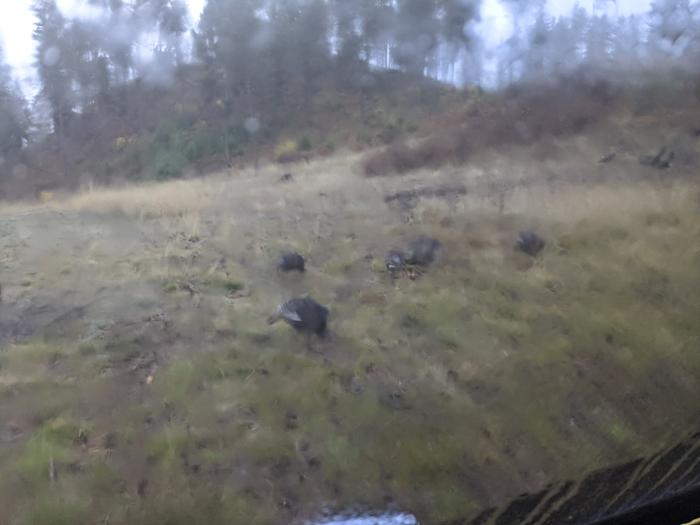 Woke up to a gang of turkey outside my camper window quietly scratching and pecking away. 