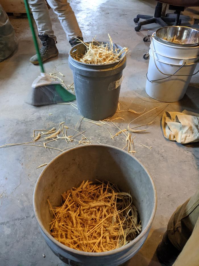 This might be the first time I've done any threshing since I've been here. It's definitely got the gears of mechanized optimization turning in my head. 