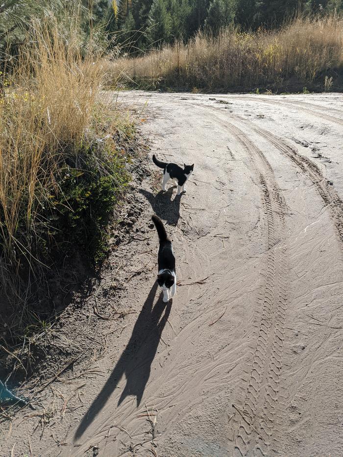 seemed like a good day to go play in the woods and so did the cooper cats. 