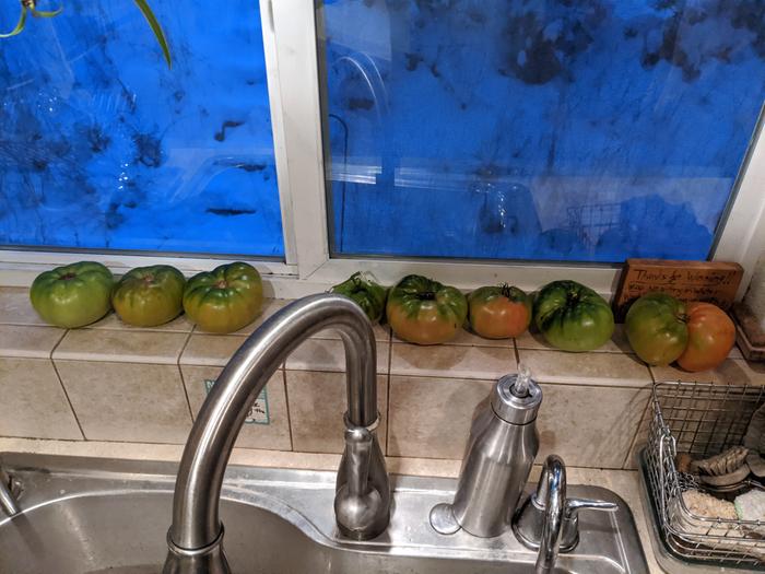 Some of the whopping tomatoes that refused to vine ripen before the hard freezes rolled in. I'm happy to see they're managing to get some color after all. 