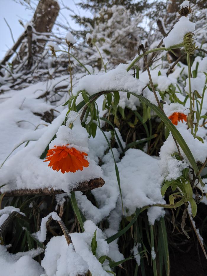 seems the weather caught this hardy flower holding off guard a little as well. 