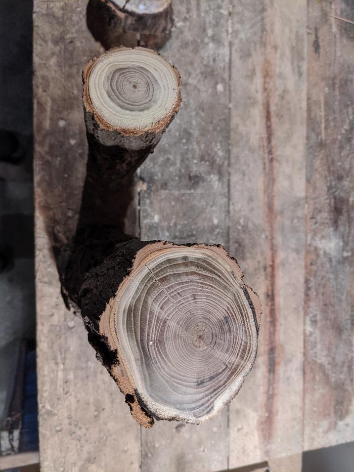 Pine, dug fir, spruce.. its all fairly soft and hardwoods are hard to find here. As a stark and ironic contrast this available black locust is closer in density to the local rock. 