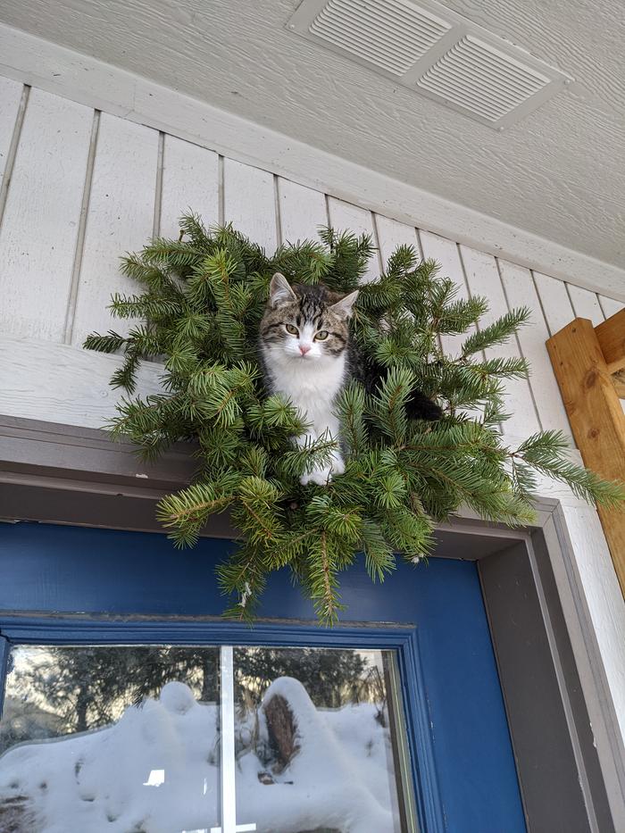 [Thumbnail for cat-in-a-wreath-3.jpg]