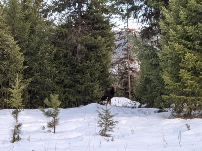 Our first moose sighting at the lab this year. Could this be the same adolescent youngster that I spotted last year at Alerton Abbey? 